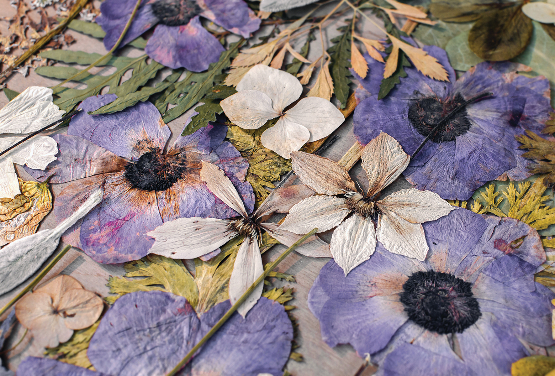 Oshibana: What to Do with Pressed Flowers – Mother Earth News